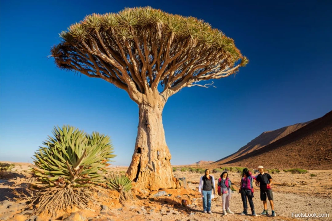 4. Socotra: The Island of Unique Flora and Fauna