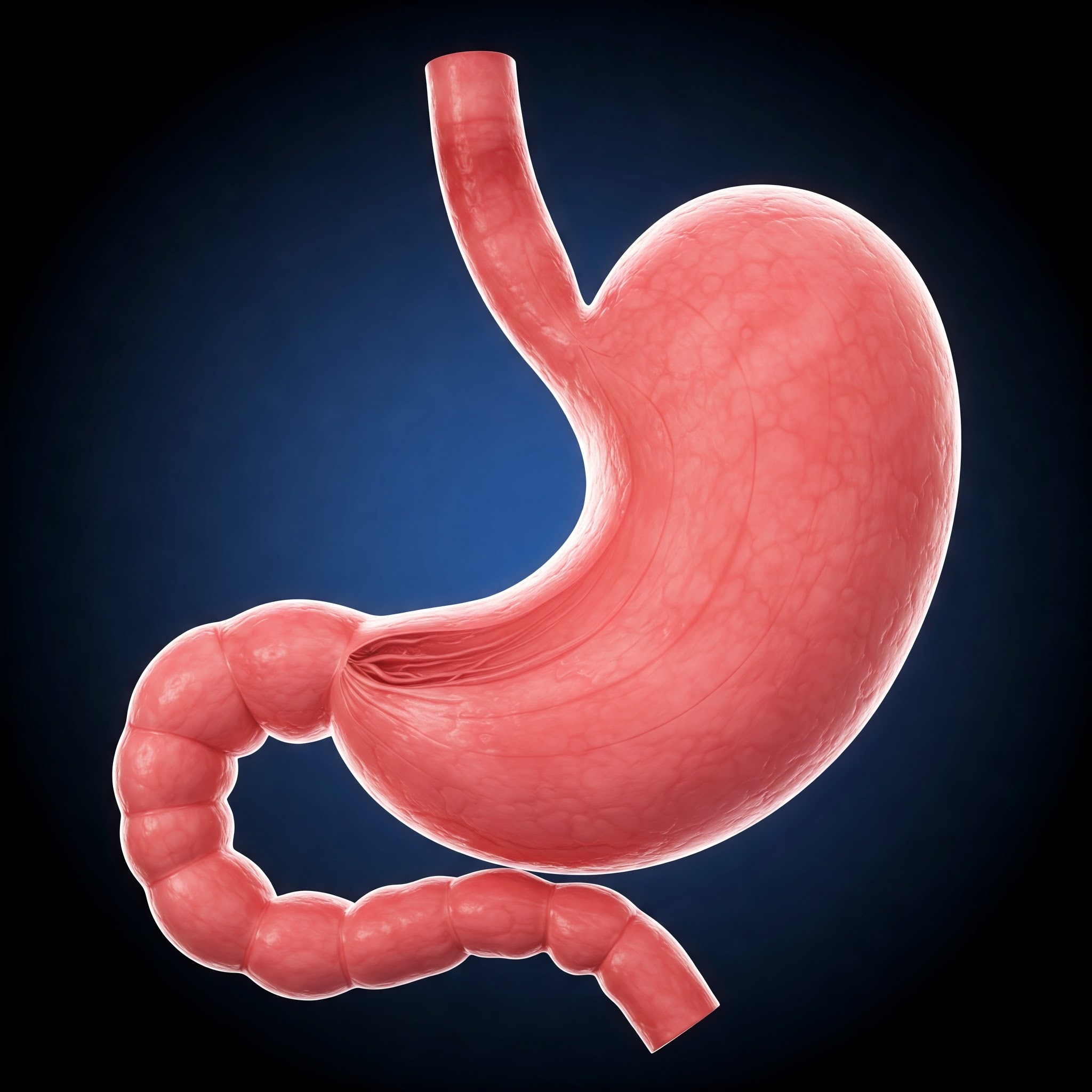 4. Your Stomach Gets a New Lining Every 3–4 Days
