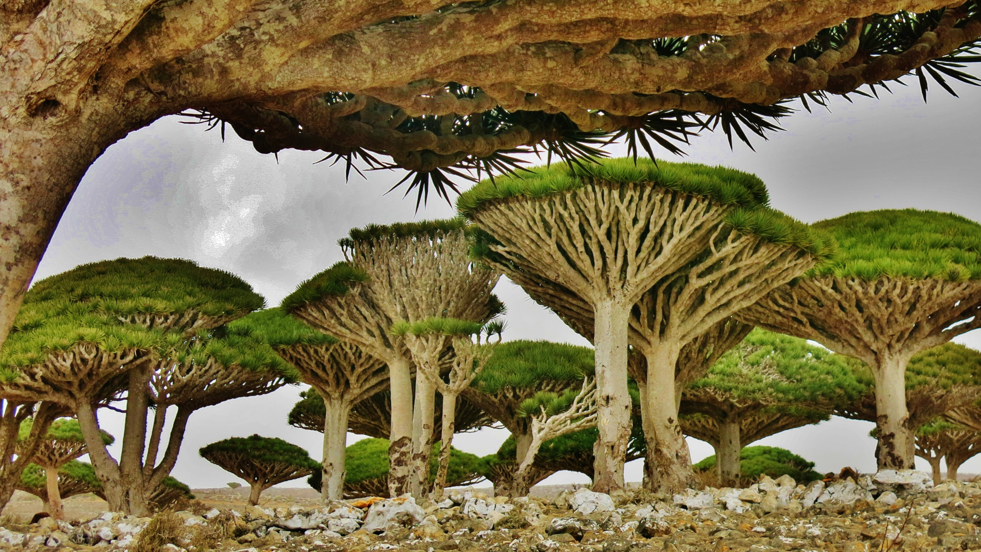 Socotra Island: The Alien-Like Landscape