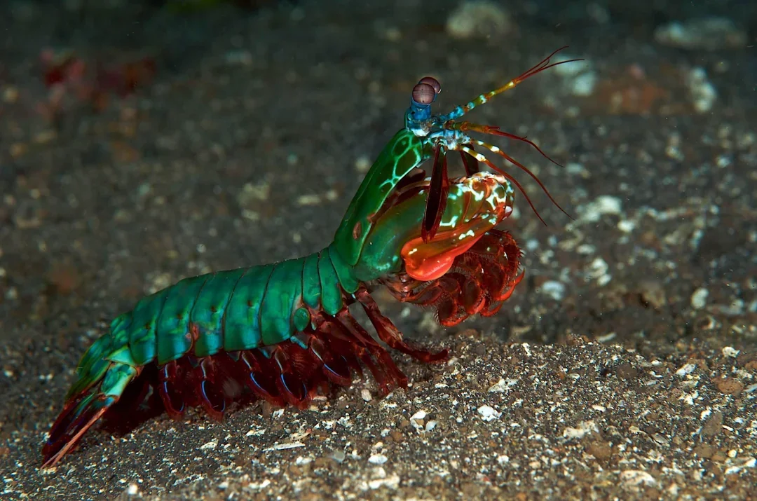 9. A Shrimp’s Punch Is Faster Than a Bullet