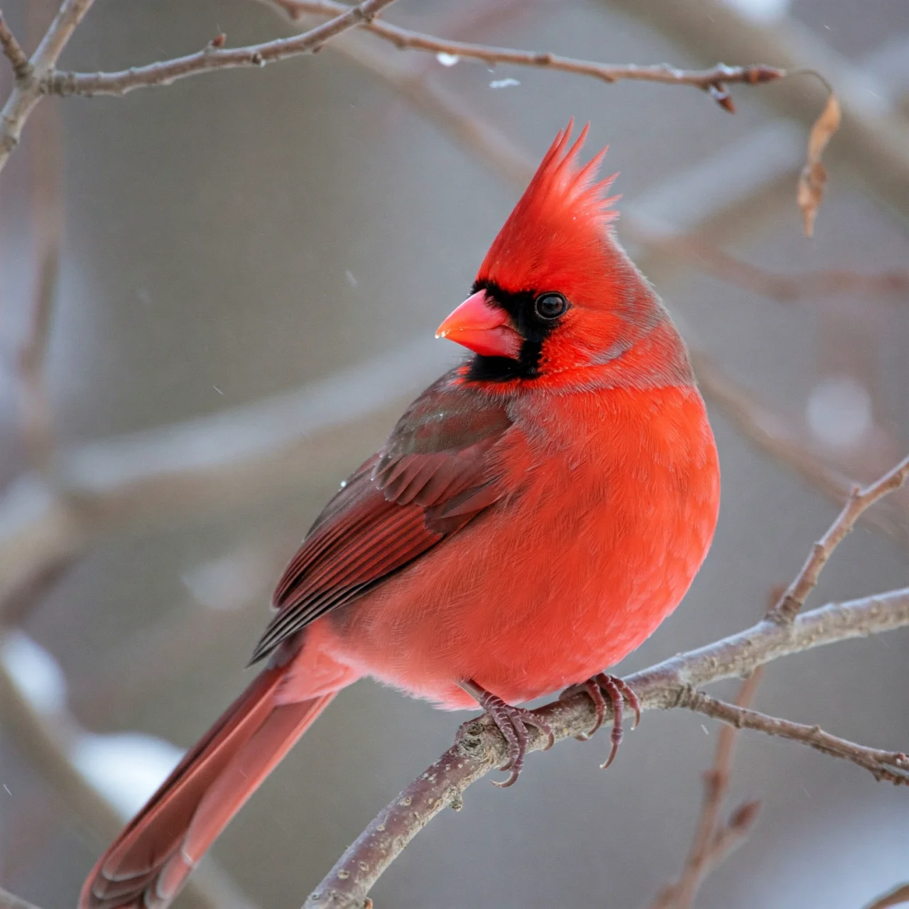 The Northern Cardinal's Gender-Bending Phenomenon