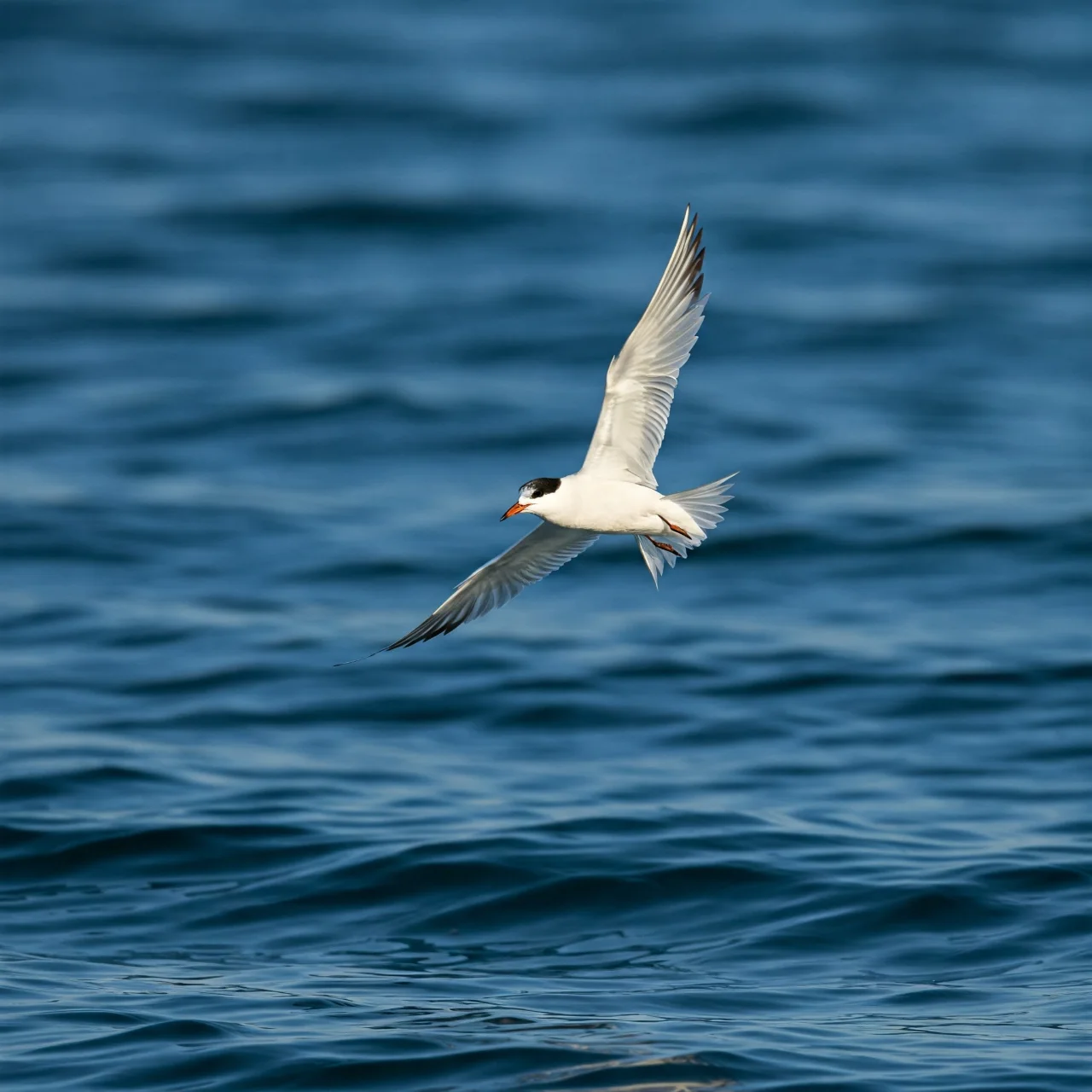The Fairy Tern's Record-Breaking Migration