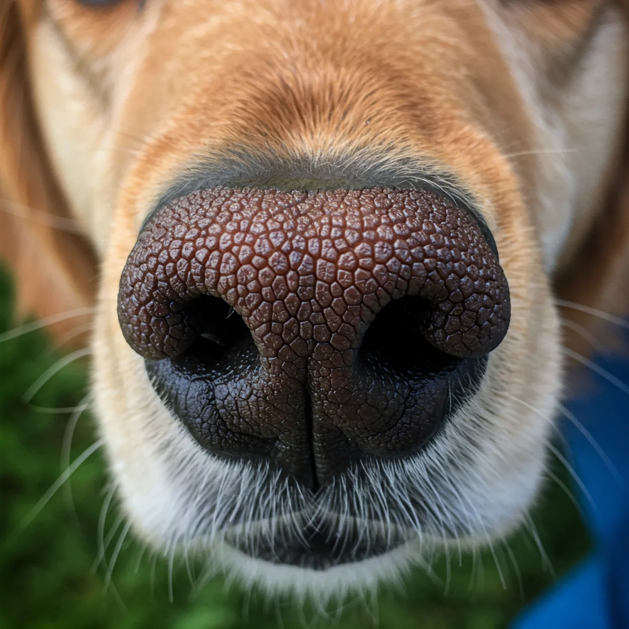 3. Unique Nose Prints: Just Like Human Fingerprints, No Two Dog Noses Are Alike