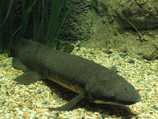 6. Lungfish: Ancient Survivors with a Backup Breathing Plan