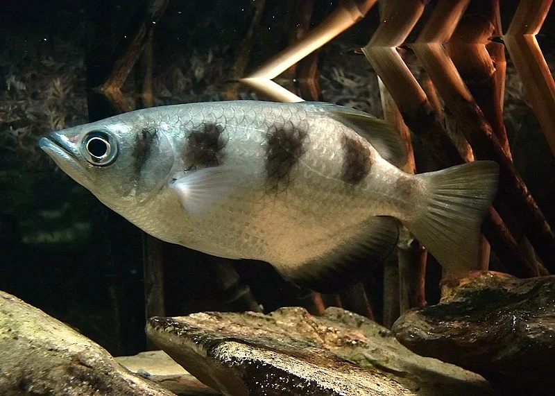 7. Archerfish: Sharpshooters of the Aquatic World