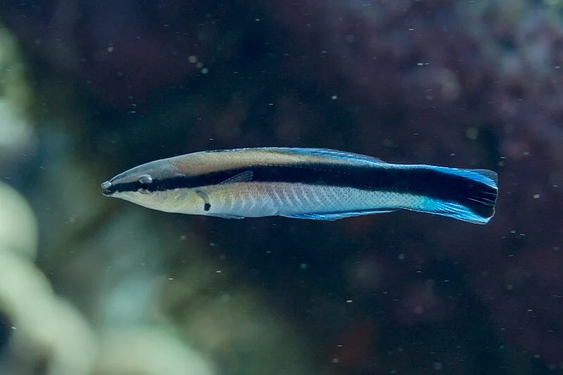 8. Cleaner Fish: Tiny Doctors of the Reef