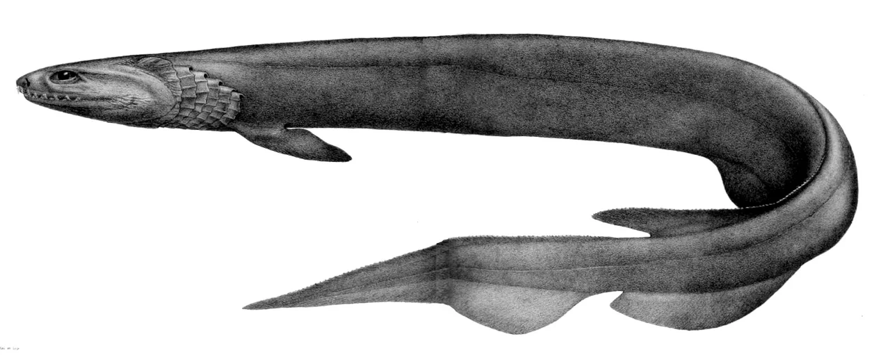 9. Frilled Shark: A Living Fossil from the Deep