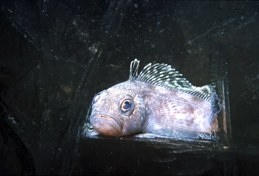 14. Antifreeze Fish: Surviving in Icy Waters