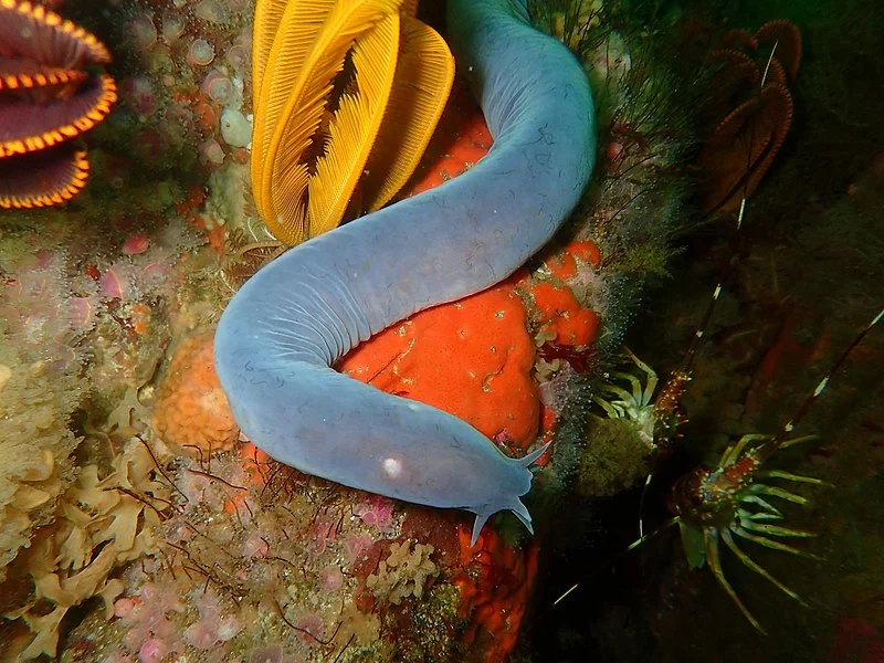 15. Jawless Wonders: Hagfish and Lampreys, Ancient Lineages