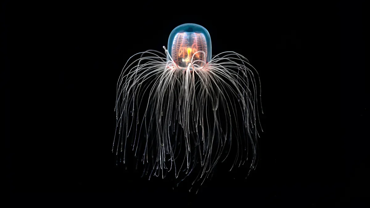 1. The Immortal Jellyfish Cheats Death