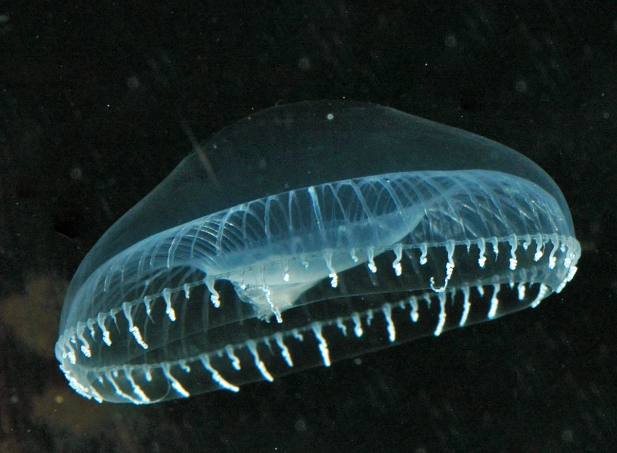 2. Some Jellyfish Glow in the Dark