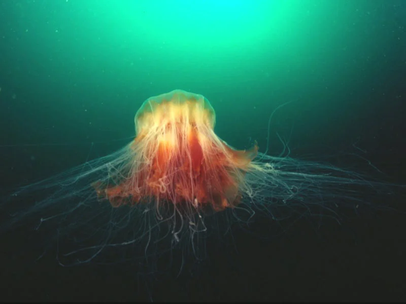 3. A Jellyfish Longer Than a Blue Whale