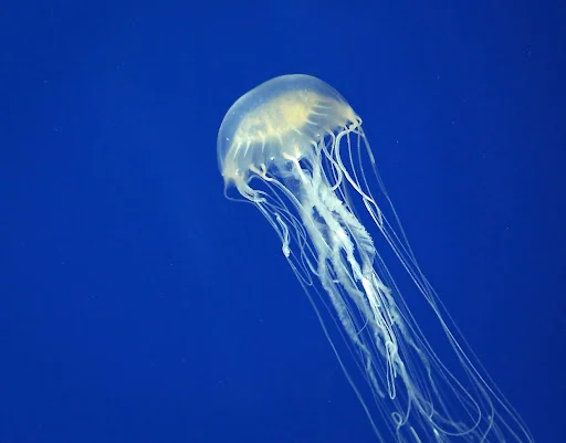 5. A Jellyfish Sting Can Kill in Minutes