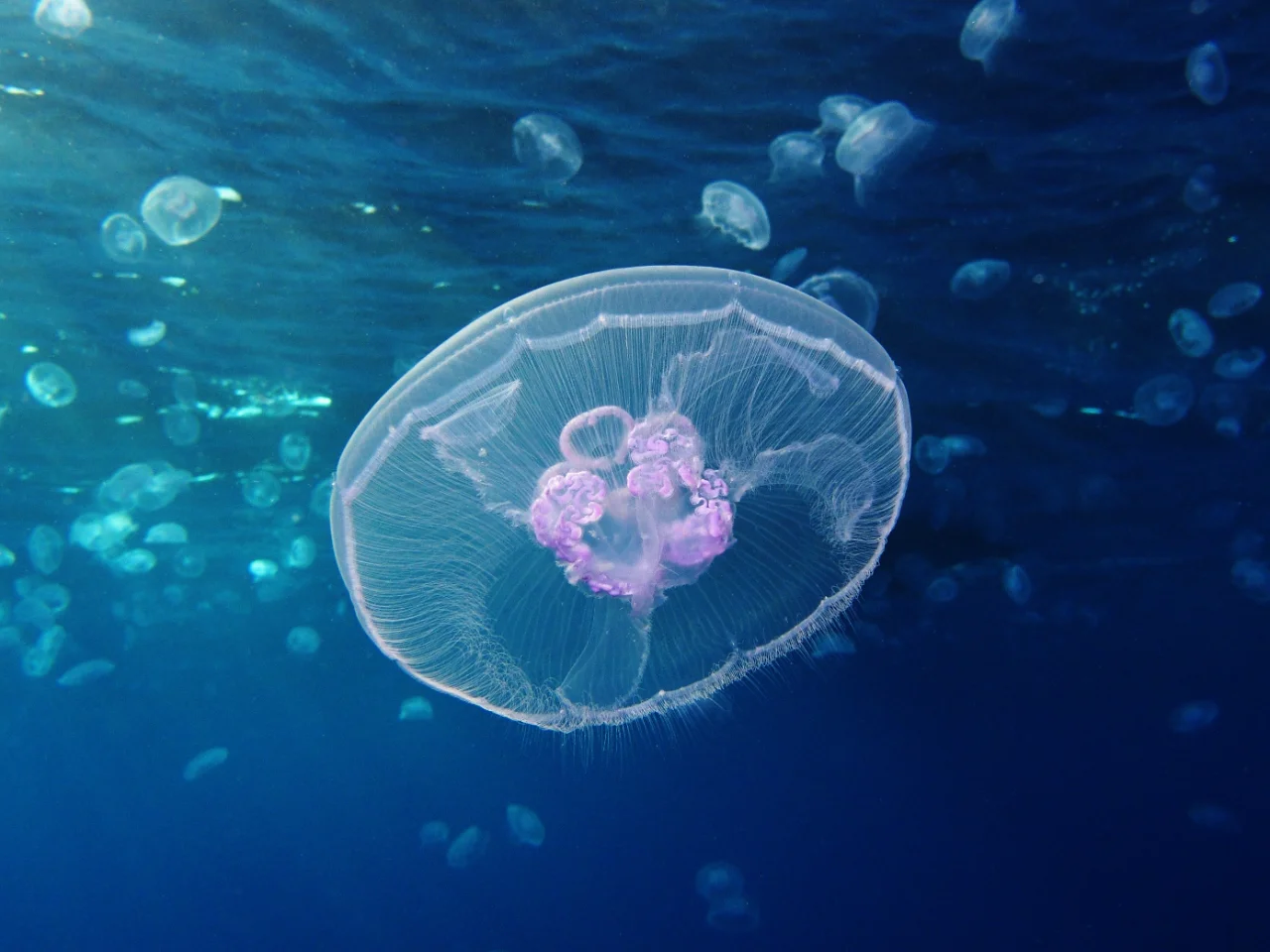 7. Moon Jellyfish Have 4-Stomach Compartments