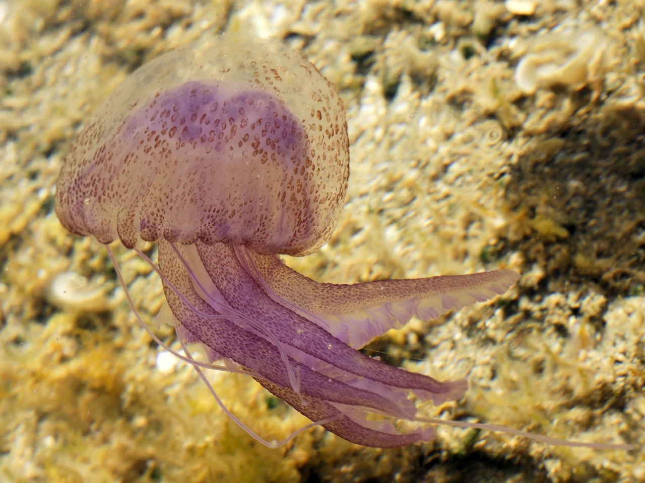 8. Jellyfish Can Swim Against Currents