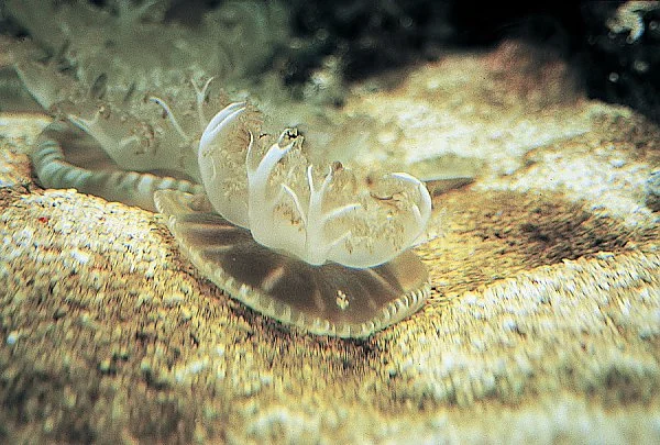 10. Upside-Down Jellyfish 'Farm' Algae