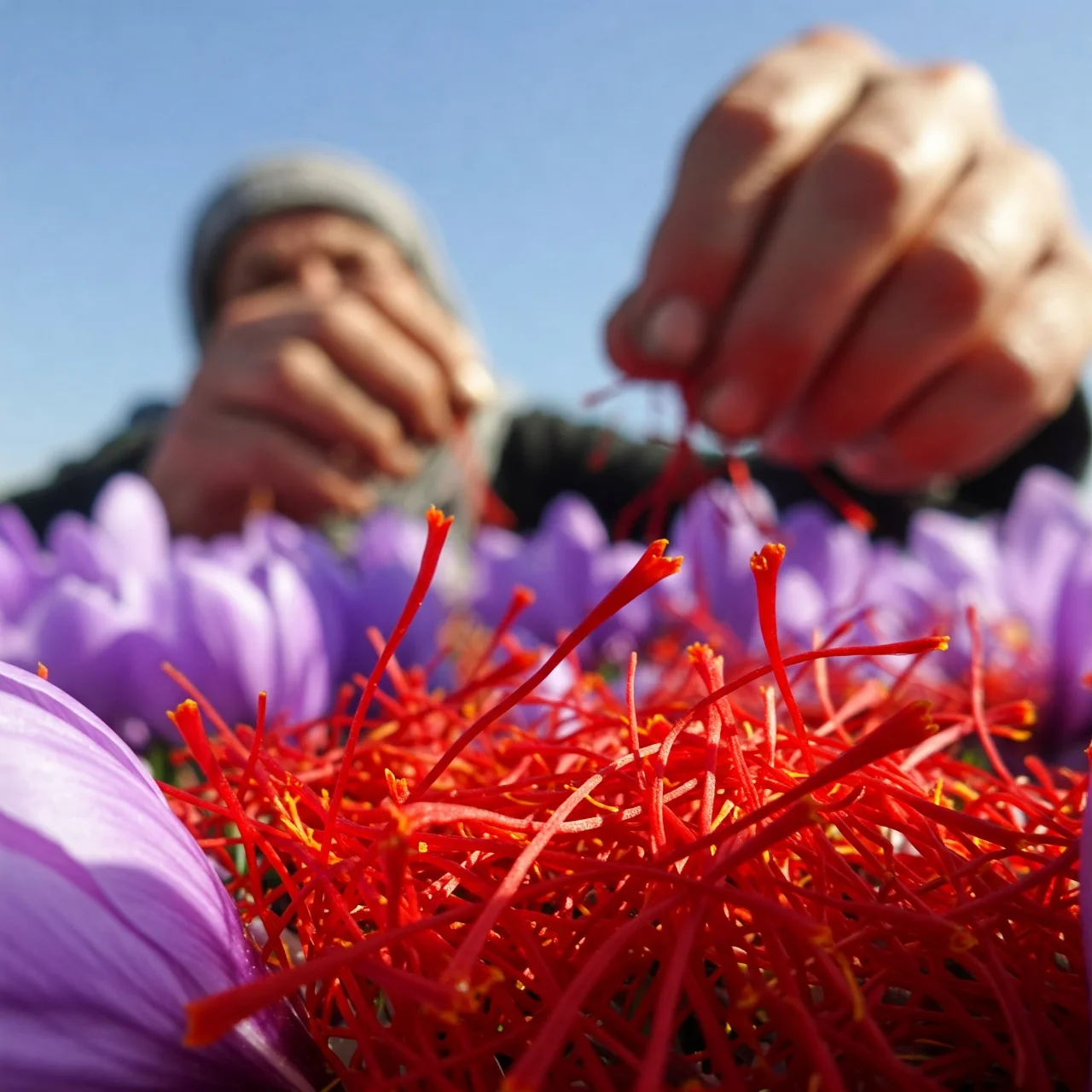 The World's Most Expensive Spice is Saffron: Threads of Gold