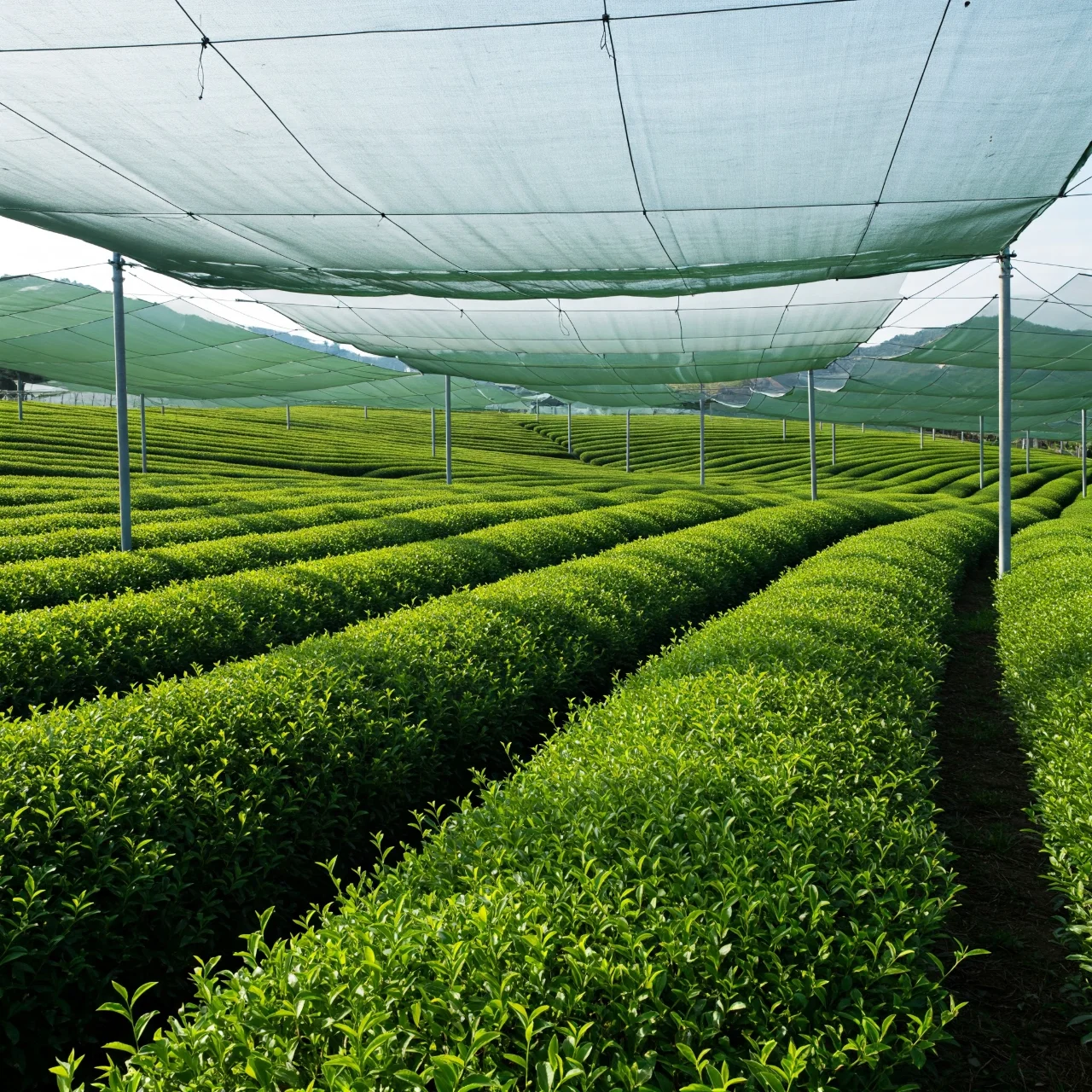 Matcha’s Unique Growing Method