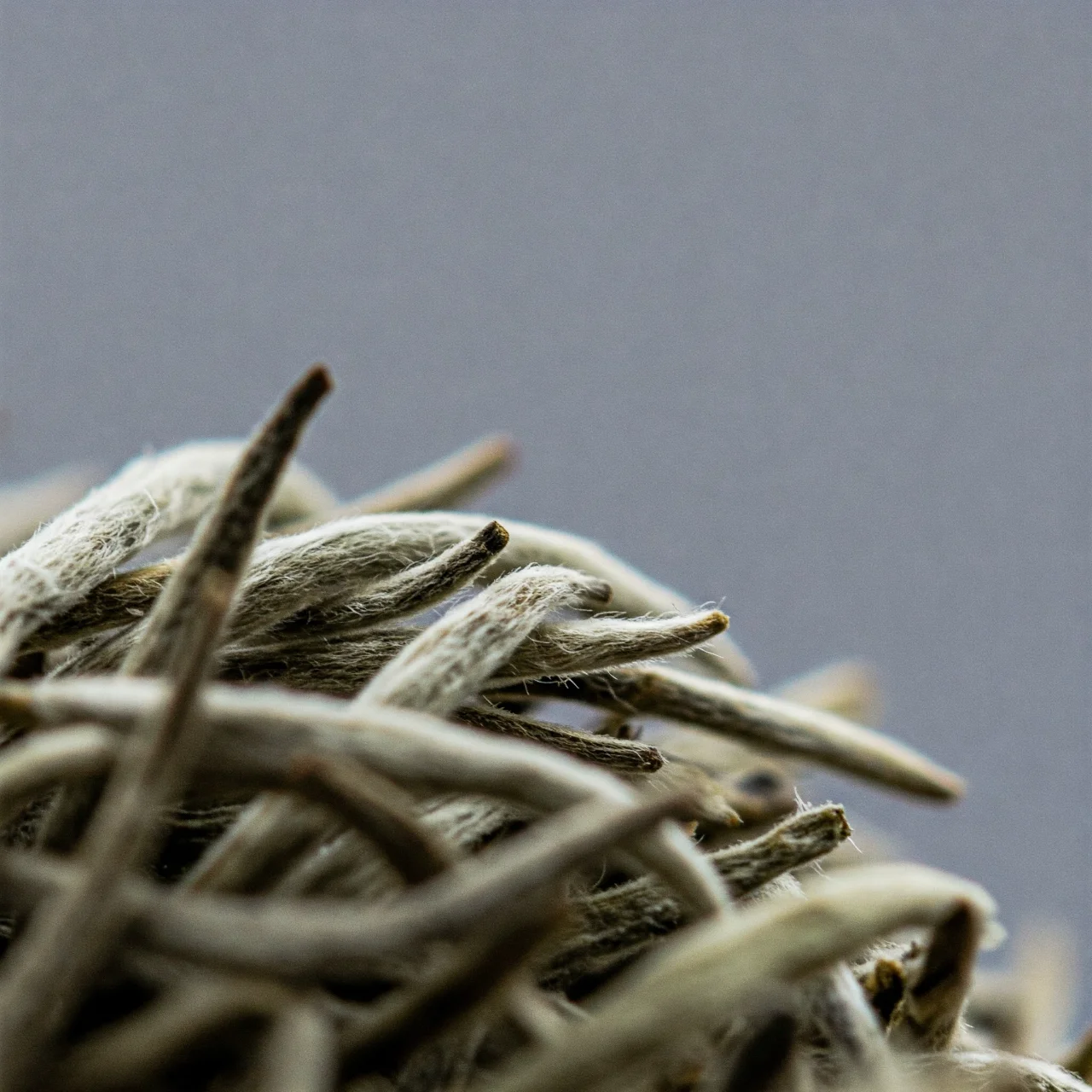 White Tea: The Least Processed Tea