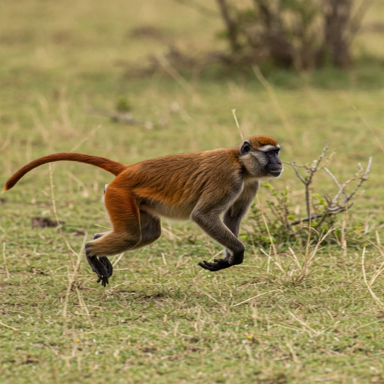 Fact 3: Some Monkeys Have Colorful Behinds!