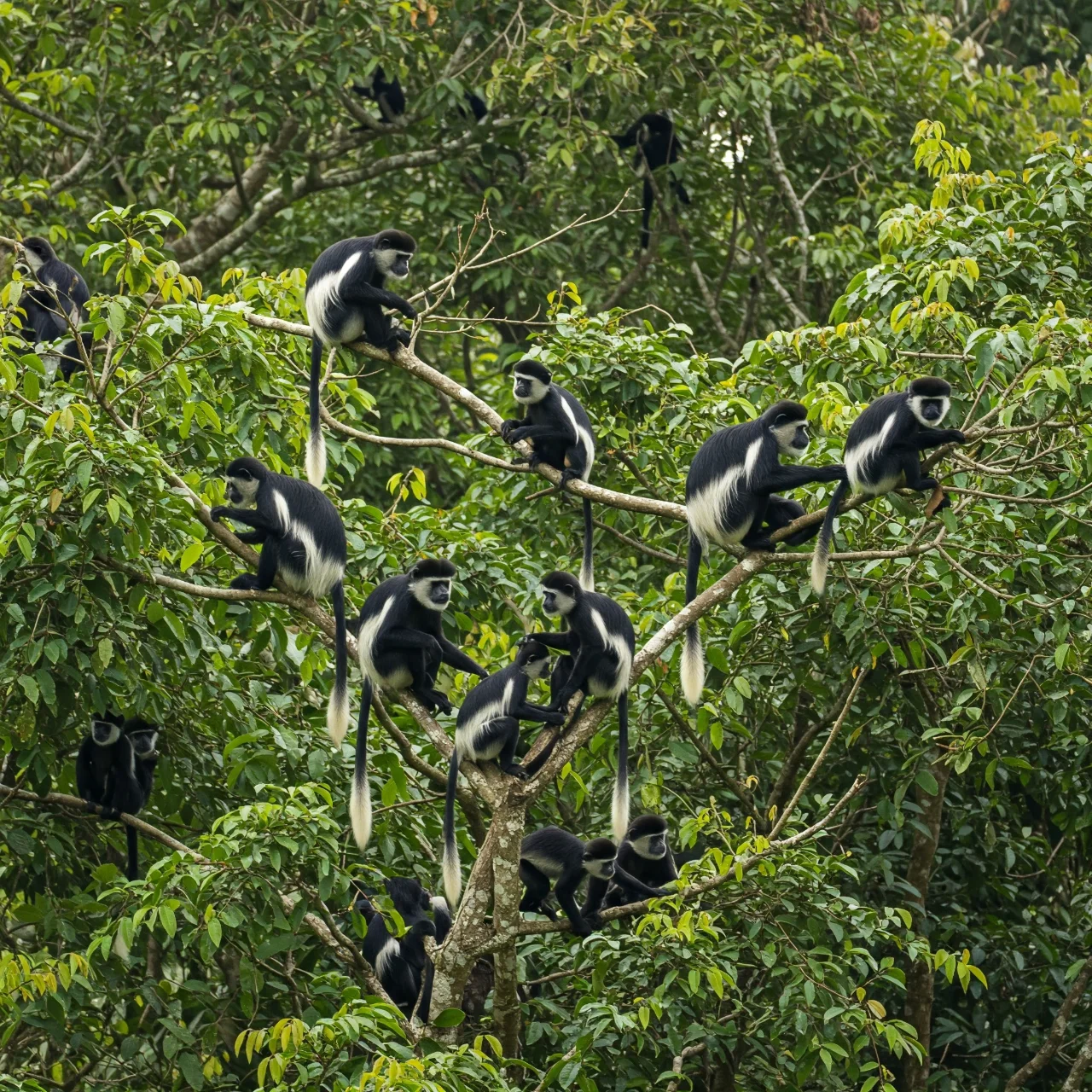 Fact 47: Guereza Colobus Monkeys are Highly Social and Vocal