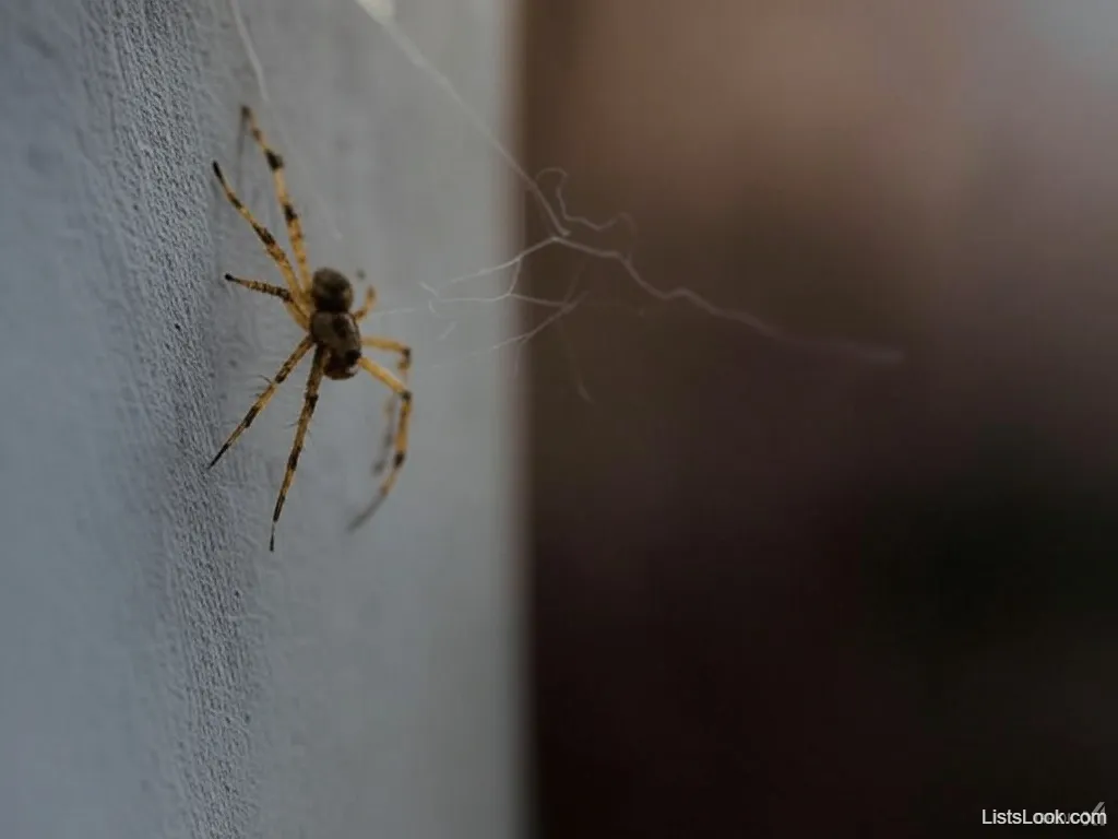 9. Spiders Utilize Static Electricity to Adhere to Surfaces