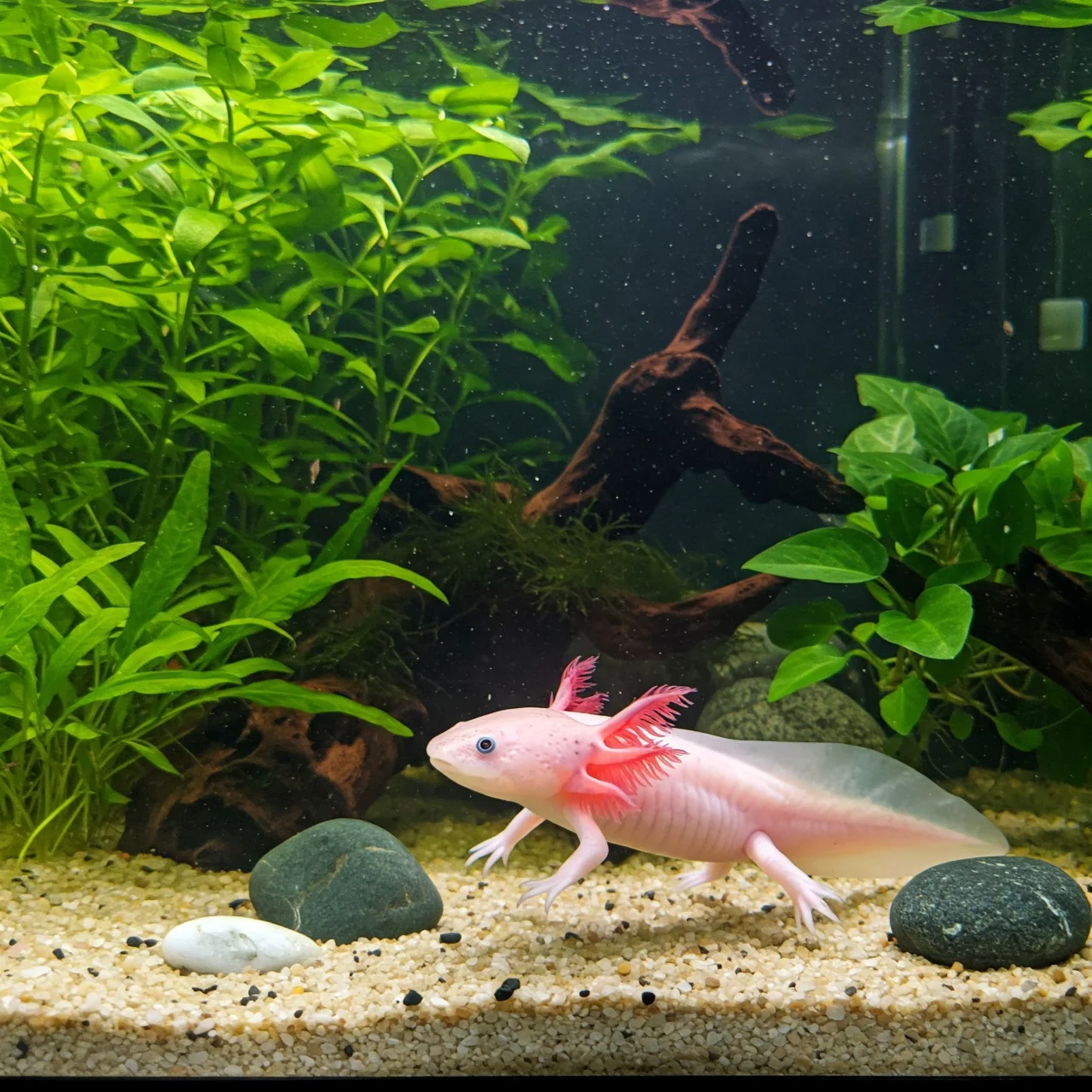 Axolotl: The Walking Fish