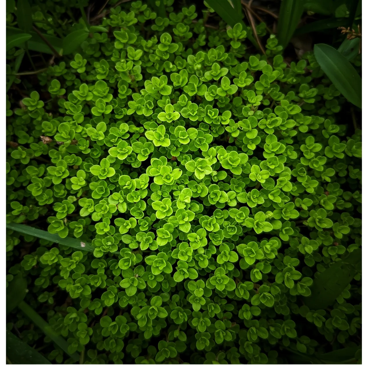 3. Chickweed: The Delicate City Green Carpet
