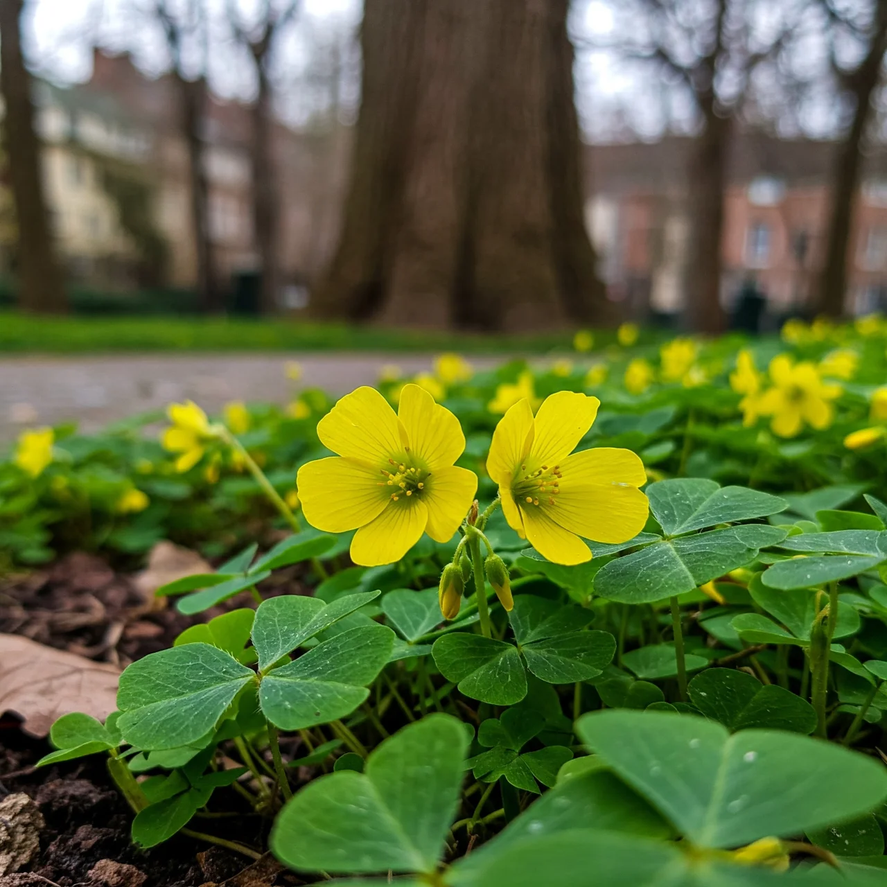 4. Wood Sorrel: Lemon Zest in Your Sidewalk Salad